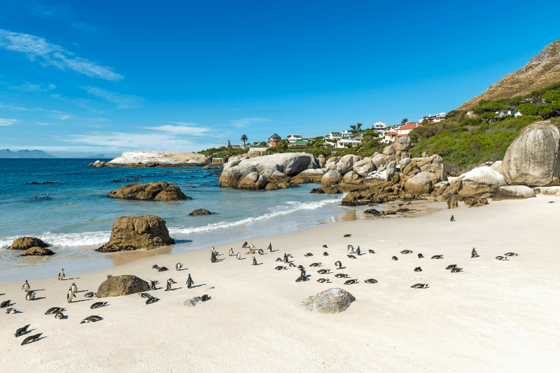 seals on the beach during a african beach safari