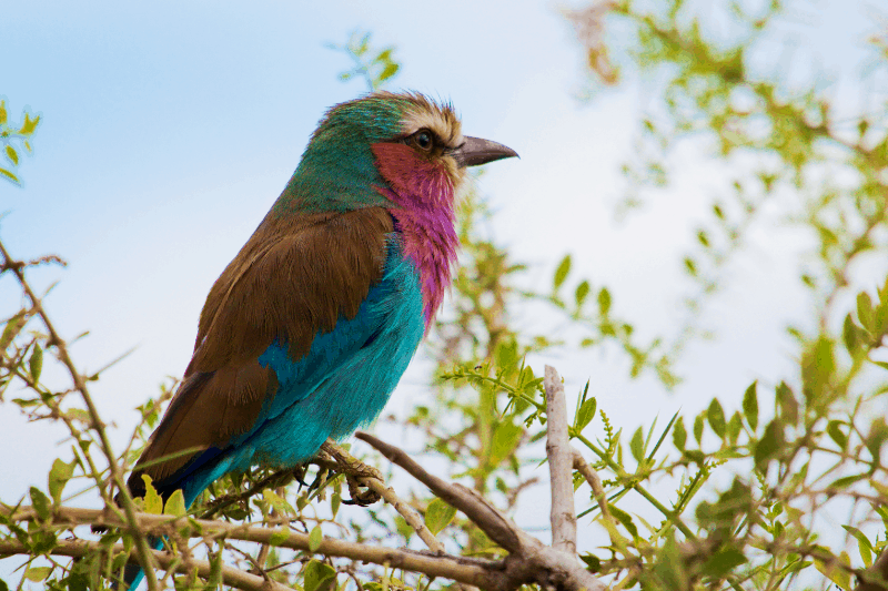 lilac breasted roller bird spotted during birding safari