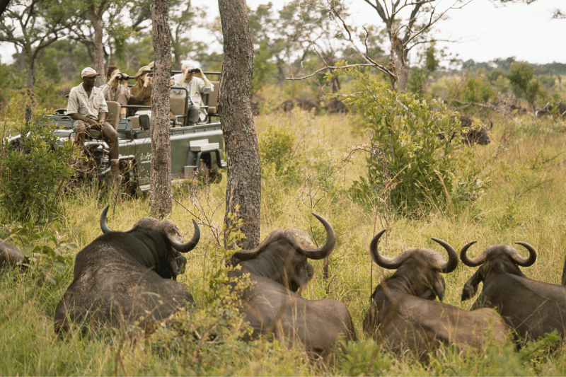 jeep of people on safari spotting cape buffalo