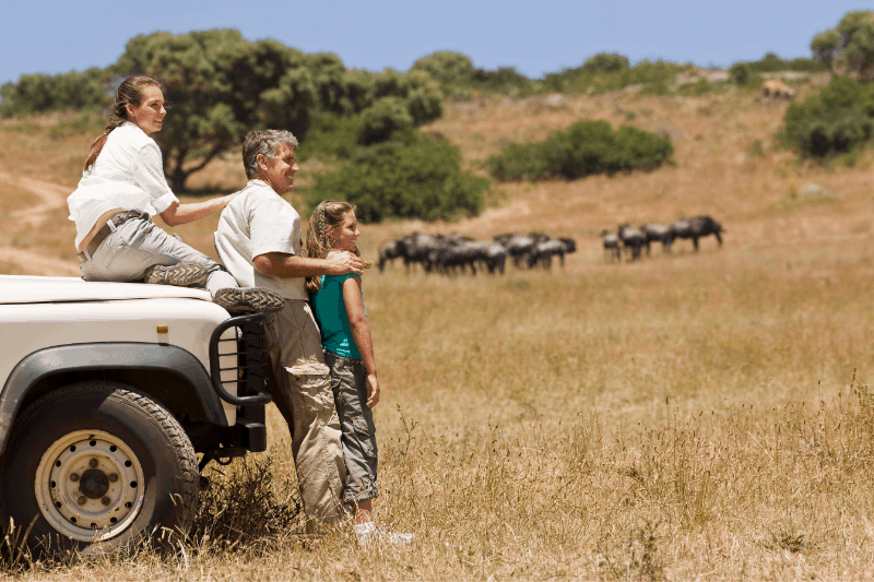 Family on safari in Africa. Mom sits on  the hood of a Jeep while father and daughter stand in front. Herd of animals in background.