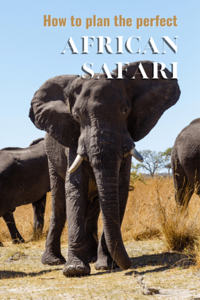 African elephant on savanna. Overlay text says how to plan the perfect African safari