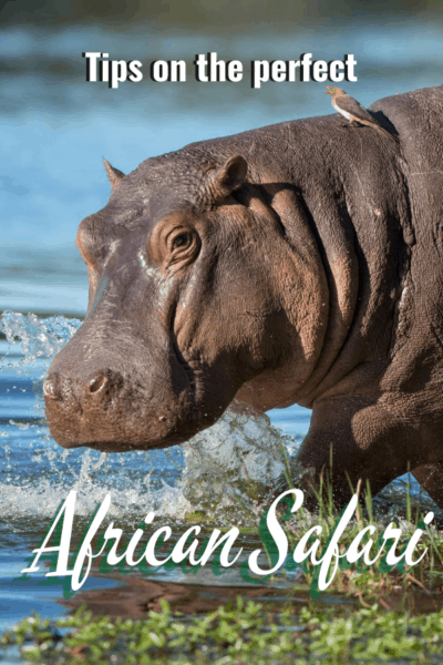 hippo text says tips of the perfect african safari