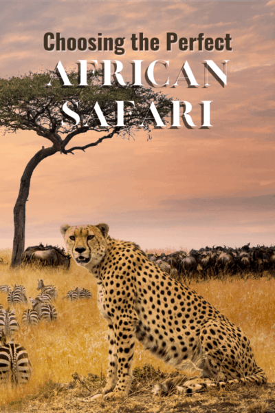 cheetah text says choosing the perfect african safari