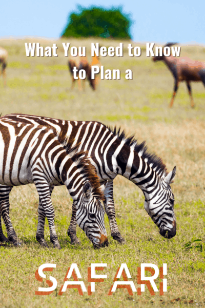 zebras text says what you need to know to plan a safari