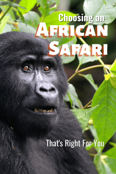 mountain gorilla text says choosing an african safari that's right for you