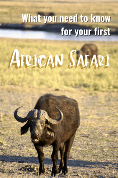 cape buffalo text says what you need to know for your first african safari