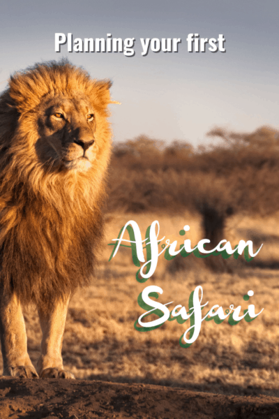 male lion text says planning your first african safari