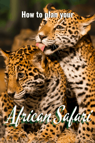 baby leopards text says how to plan your african safari