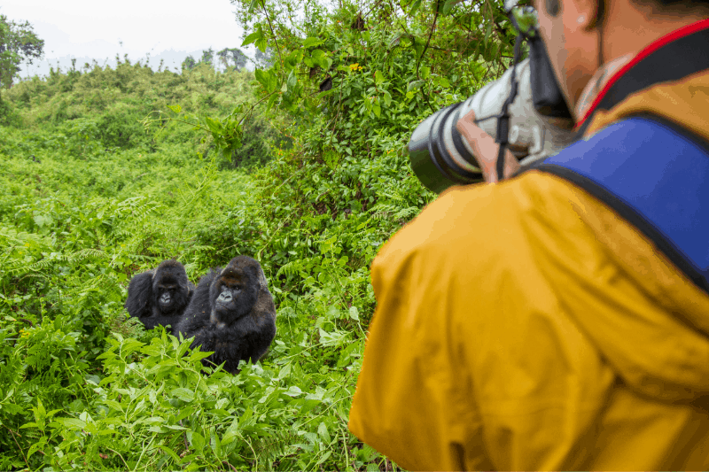 man photographing mountain gorillas