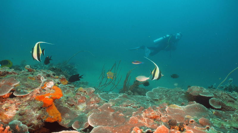 pennant butterfly fish, seen on a scuba trip in Cebu 