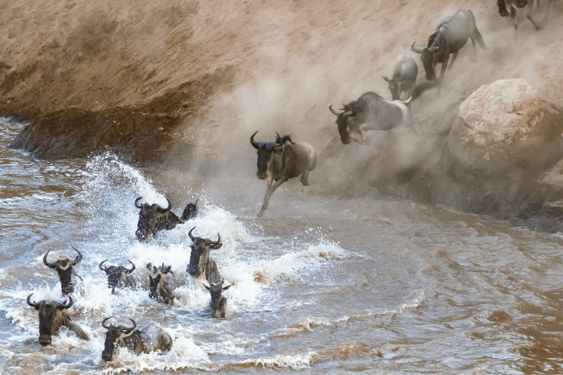 wildebeest jumping into the river during the migration