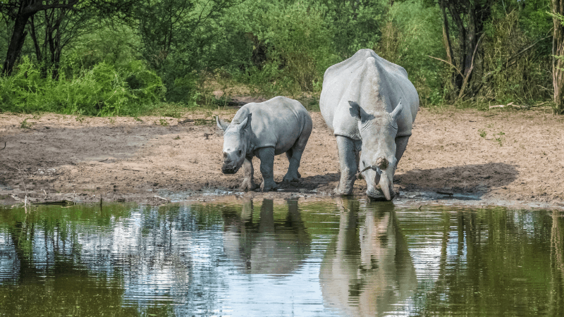 White rhinos are rarely seen on safaris but can be found at Khama Rhino Sanctuary