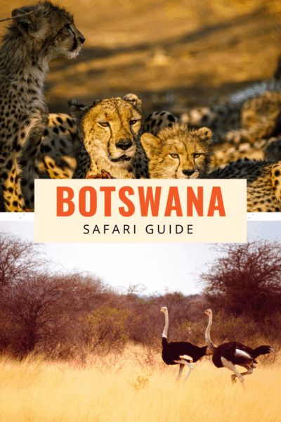 botswana safari Africa, Botswana, Destinations, Travel Tips