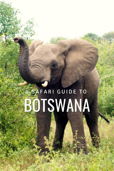 elephant raising his trunk text says a safari guide to botswana
