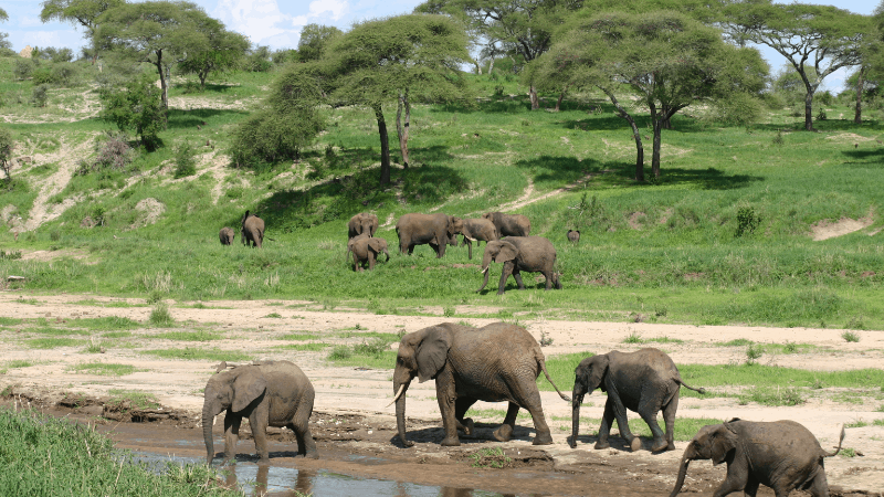 Elephants approaching Chobe River