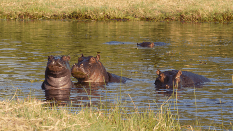 hippos on a botswana safari