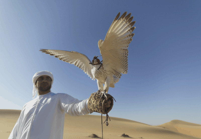 Man in arab dress holding a falcon. Falcon hunting is a favorite tour for people following a UAE itinerary