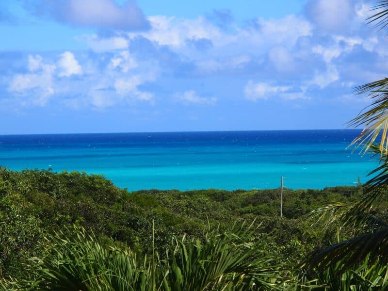 Bimini Bahamas flora with ocean and sky on the horizon