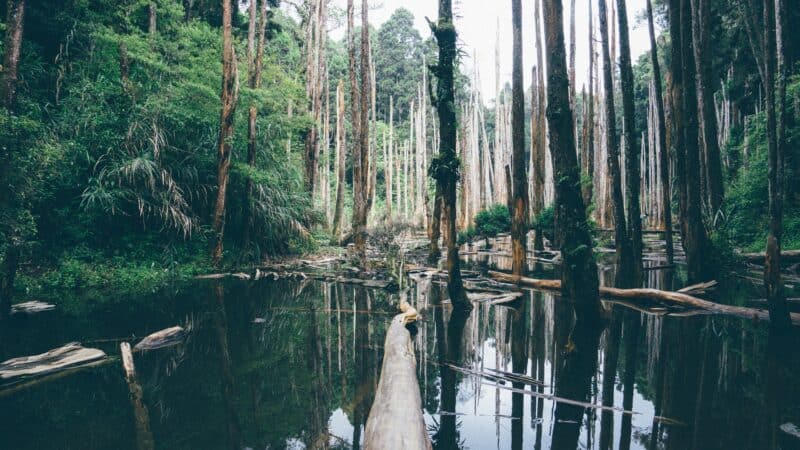 Cypress trees and water in a swamp in Florida everglades