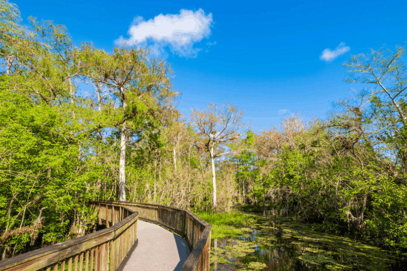 boardwalk through swamp and cypress stand in Big Cypress National Preserve. One of the best Miami day trips