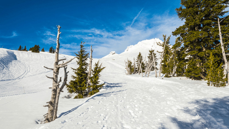 snowy ski slope on the left with footprints and pine trees on the right