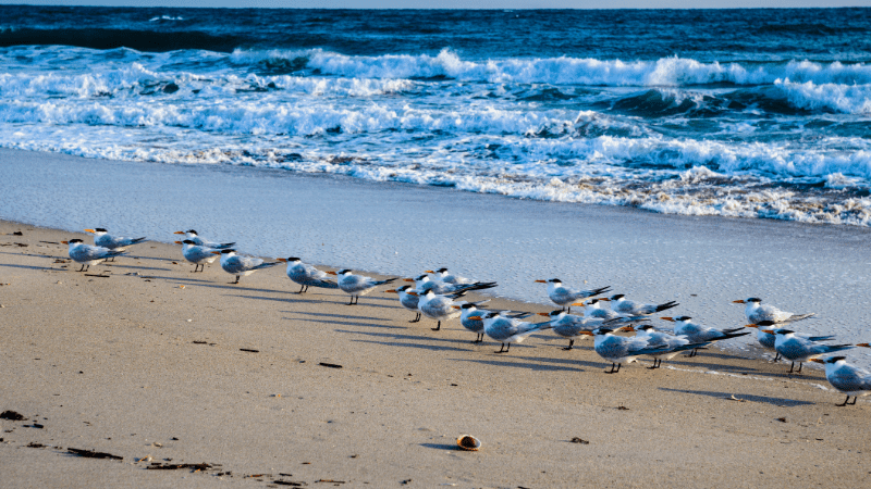 Birds on the sand at Canaveral National Seashore