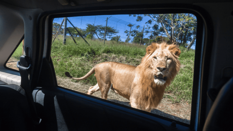 Lion seen from car window