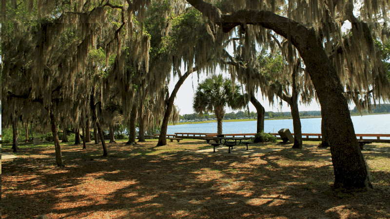 Trees in Ocala National Forest. Water in background