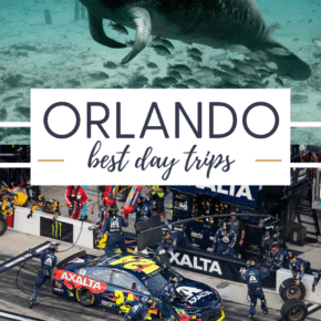 Top: manatee. Text overlay says "Orlando best day trips" Bottom: race car at Daytona Beach Speedway