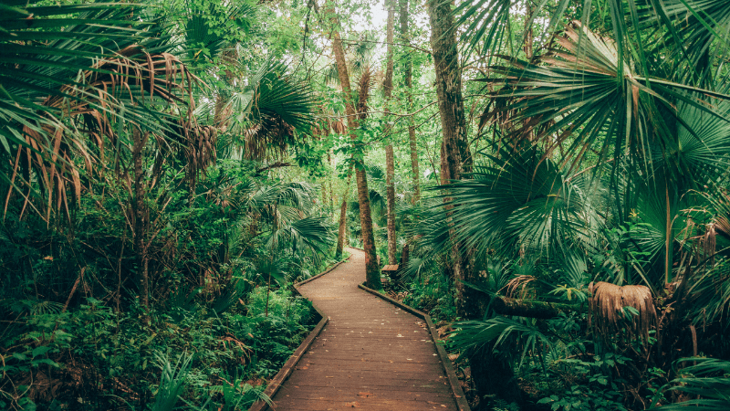 boardwalk through the forest in Wekiwa Springs State Park