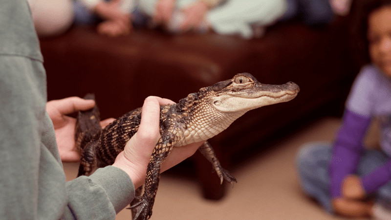 hands holding a small alligator. Child in the background watching. Wild Florida is one of the best day trips from Orlando