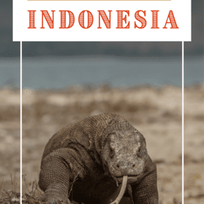 Komodo dragon. Text overlay says "17 reasons to visit indonesia"