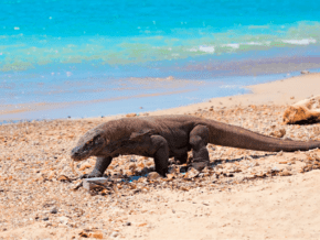 best time to visit java indonesia komodo dragon on beach. One of the reasons to visit Indonesia