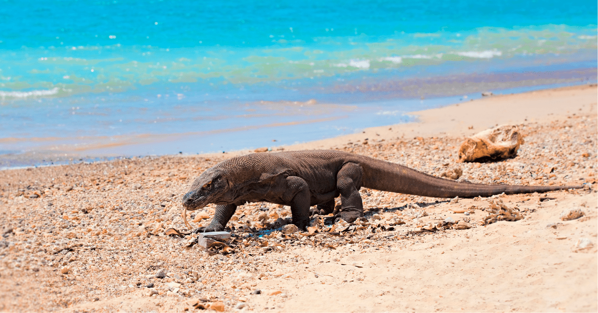 komodo dragon on beach. One of the reasons to visit Indonesia