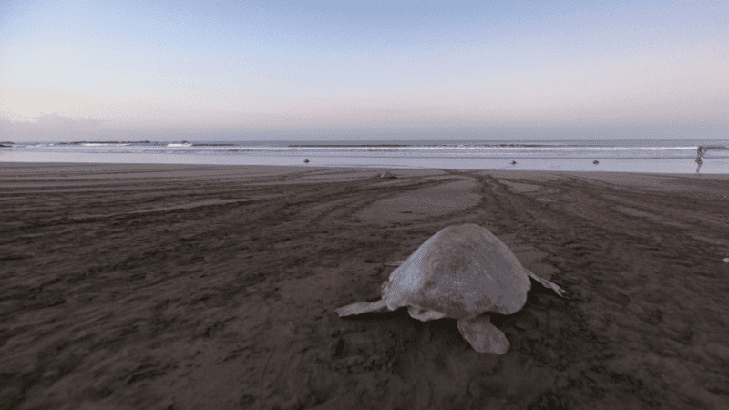 Sea turtle returning to the water after laying her eggs. One of the best reasons for visiting Tulum