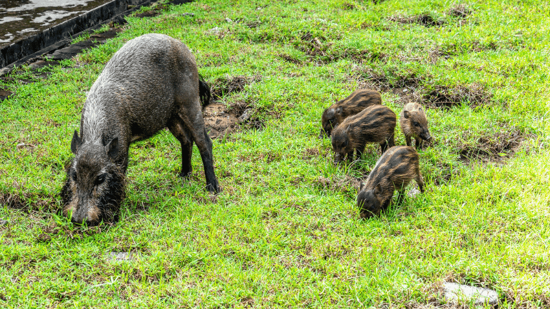 Borneo bearded hog mama and babies