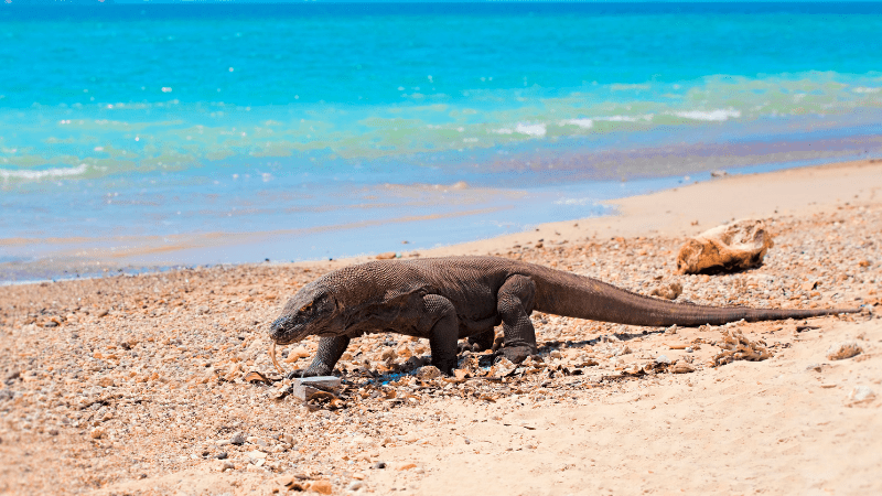 komodo dragon on beach. One of the reasons to visit Indonesia