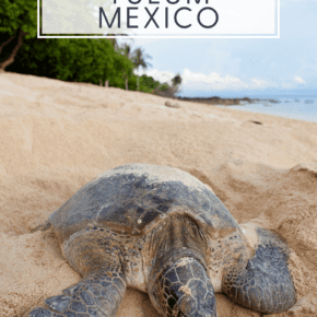 Photo of sea turtle on beach. Text overlay says "why vacation in Tulum Mexico"