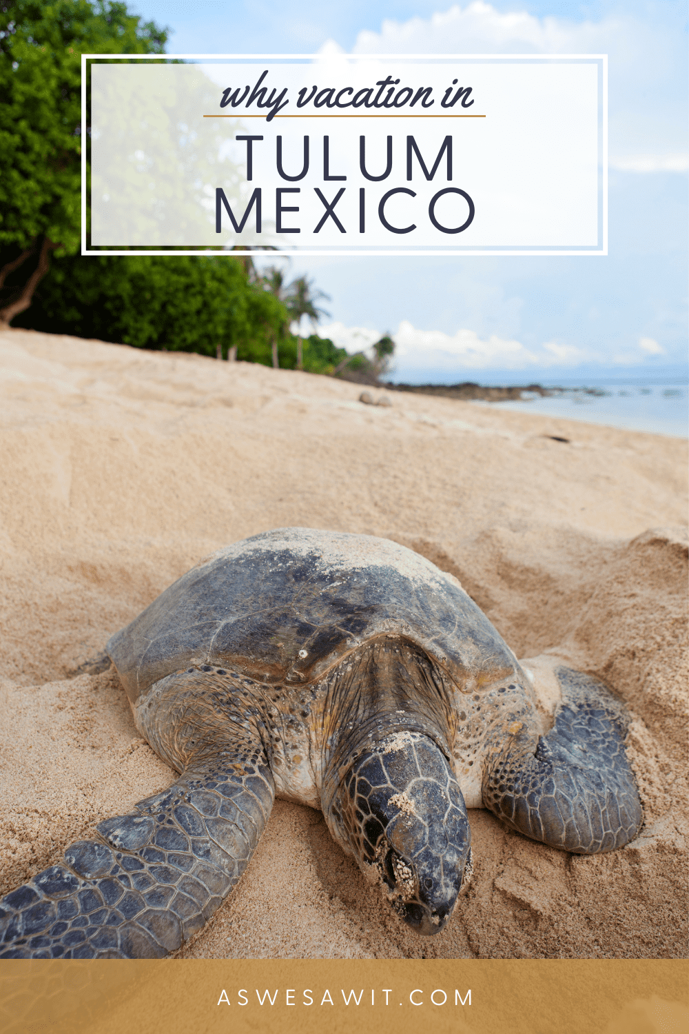 Photo of sea turtle on beach. Text overlay says "why vacation in Tulum Mexico"