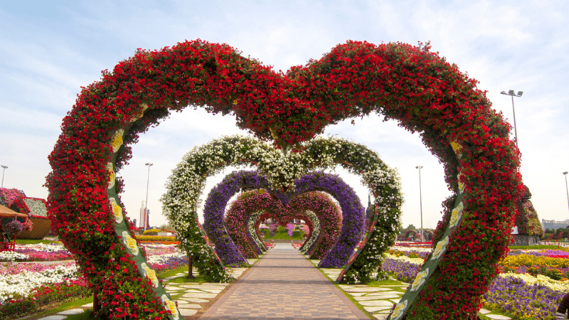 Heart-shaped topiaries along a path in Dubai Miracle Garden UAE