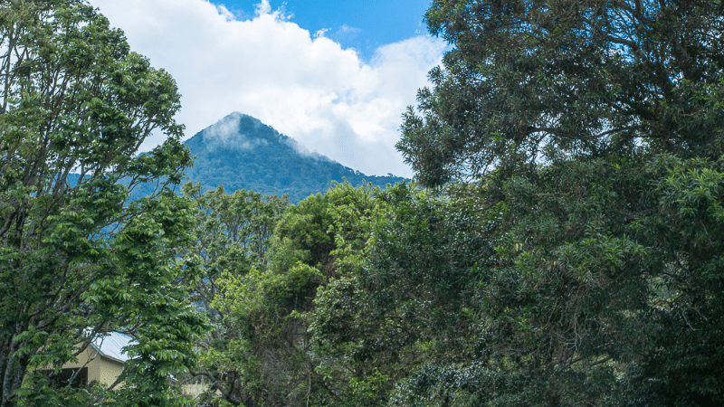 Mountain and trees on hiking trail, san martin island