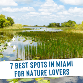 Florida vegetation around a lake. Text overlay says "7 best spots in miami for nature lovers"