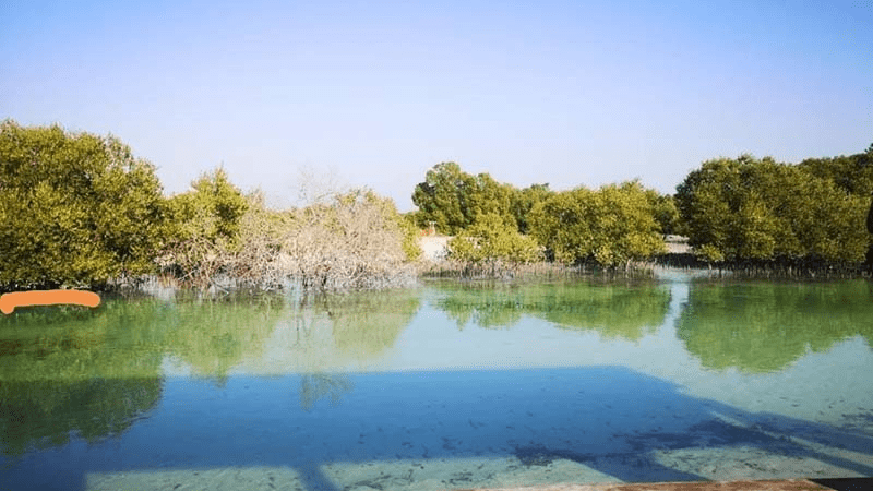 Jubail Mangrove Park water and mangroves