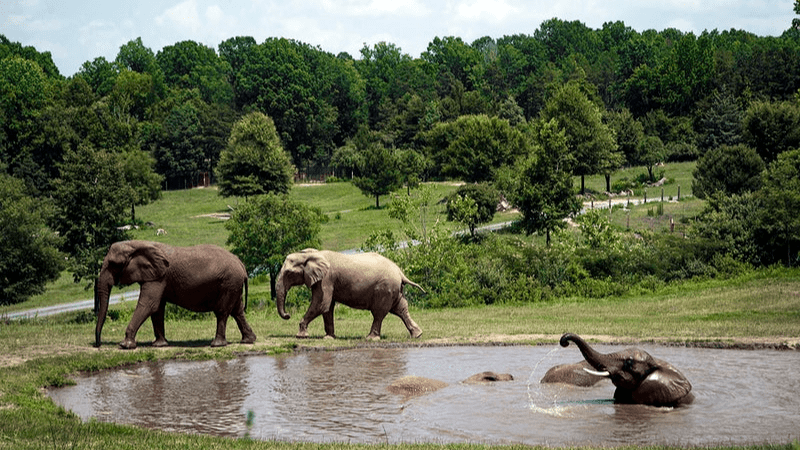 Elephants at a watering hole