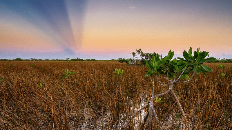 Endless expanse of grasses in the Everglades. Sunset in background