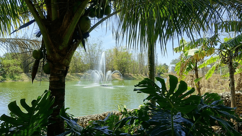 Fountain at Miami Fruit and Spice Park. Florida trees in foreground