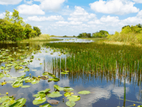 Florida vegetation and water 