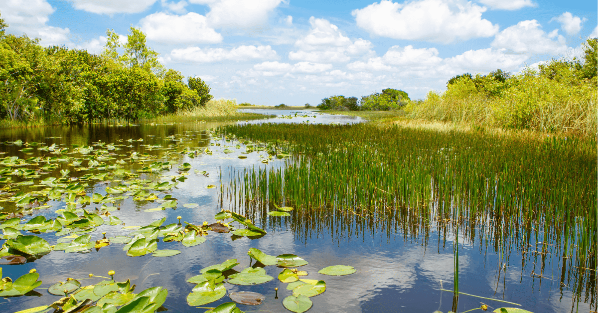 Florida vegetation and water 