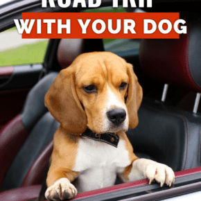 Dog looking out a car window. Text overlay says "best tips for a fun road trip with your dog"