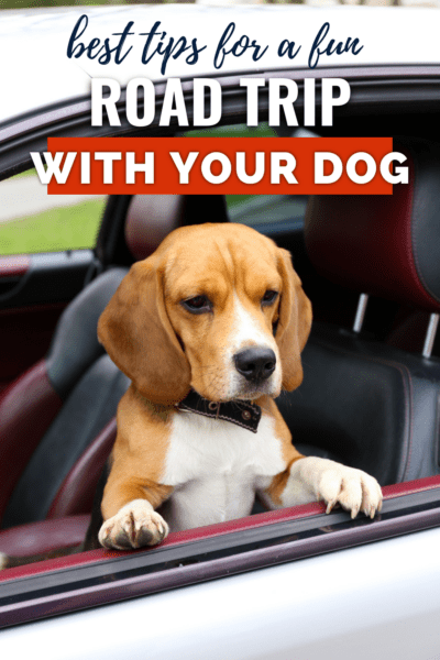 Dog looking out a car window. Text overlay says "best tips for a fun road trip with your dog"